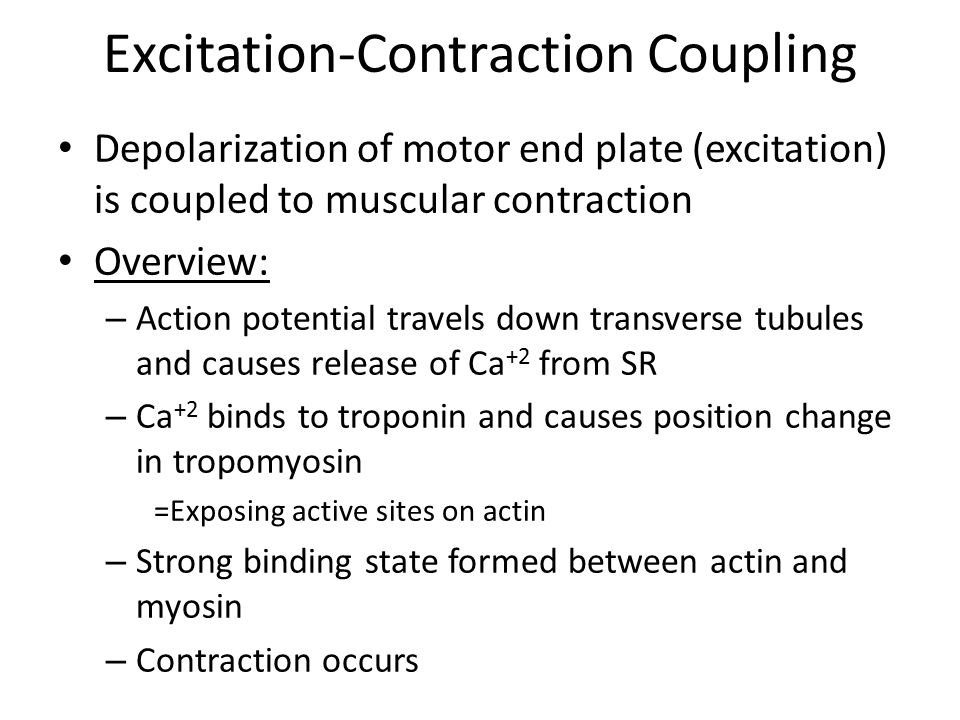 Excitation-contraction Coupling